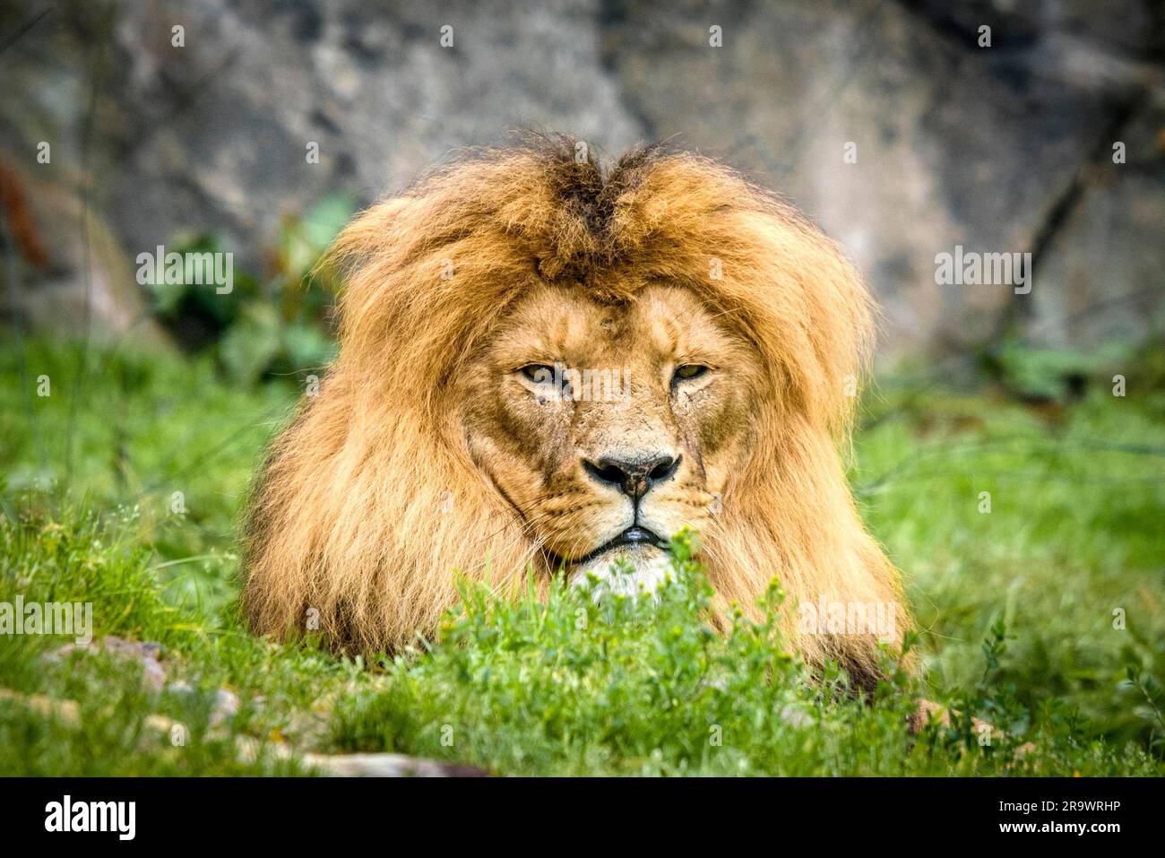 Lion mâle avec une grande crinière se détendre au soleil sur un champ à hauteur de l'herbe verte Banque D'Images