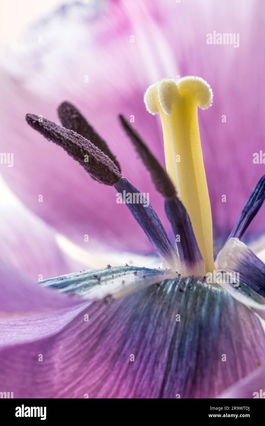 Photo macro Stamem et Piscil d'une tulipe à franges rose (tulipa) crispa Banque D'Images