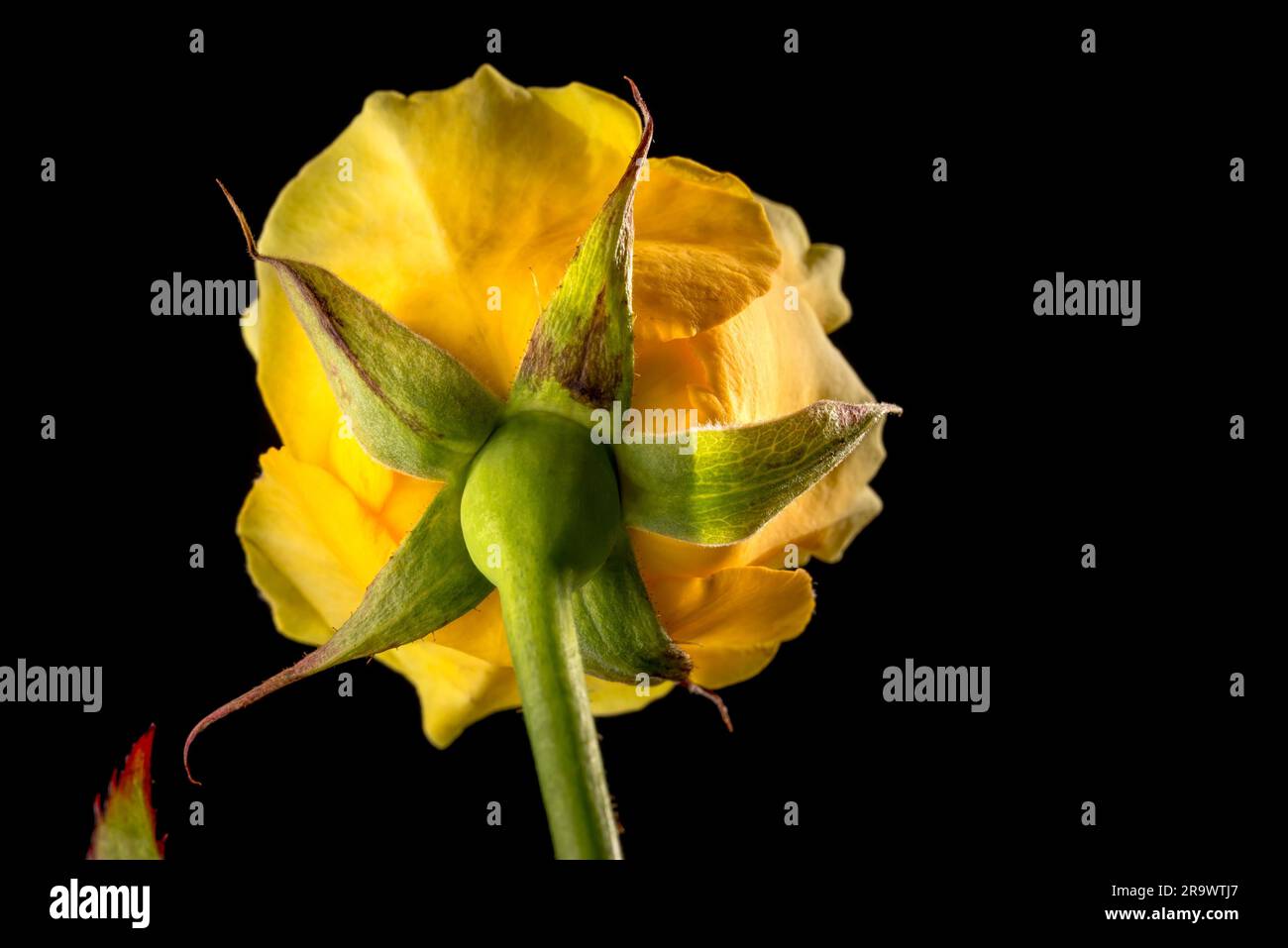 Sépales et pédoncule d'une rose jaune sur fond noir Banque D'Images