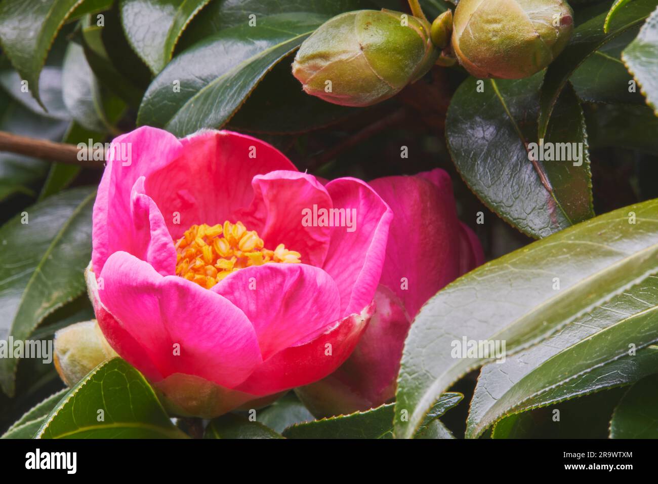 Une fleur de camélia en pleine floraison en hiver ou au début du printemps. Banque D'Images