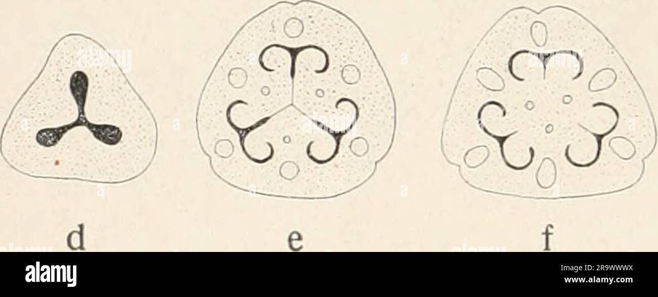 'Einführung in die Biologie' (1912) Banque D'Images