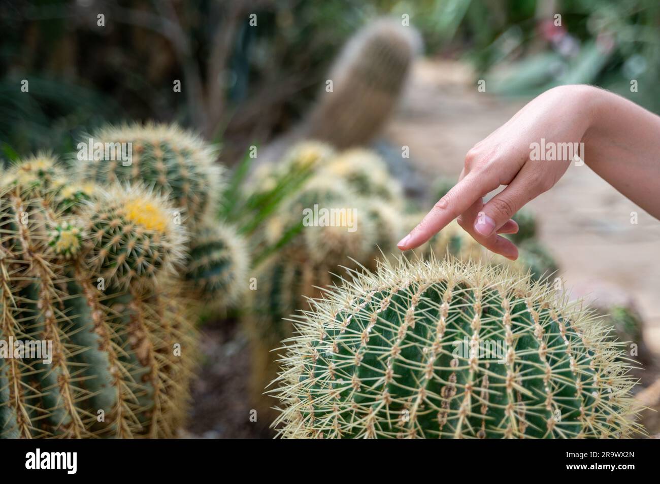 La main de la personne touche le cactus rond avec des aiguilles et des doigts Banque D'Images