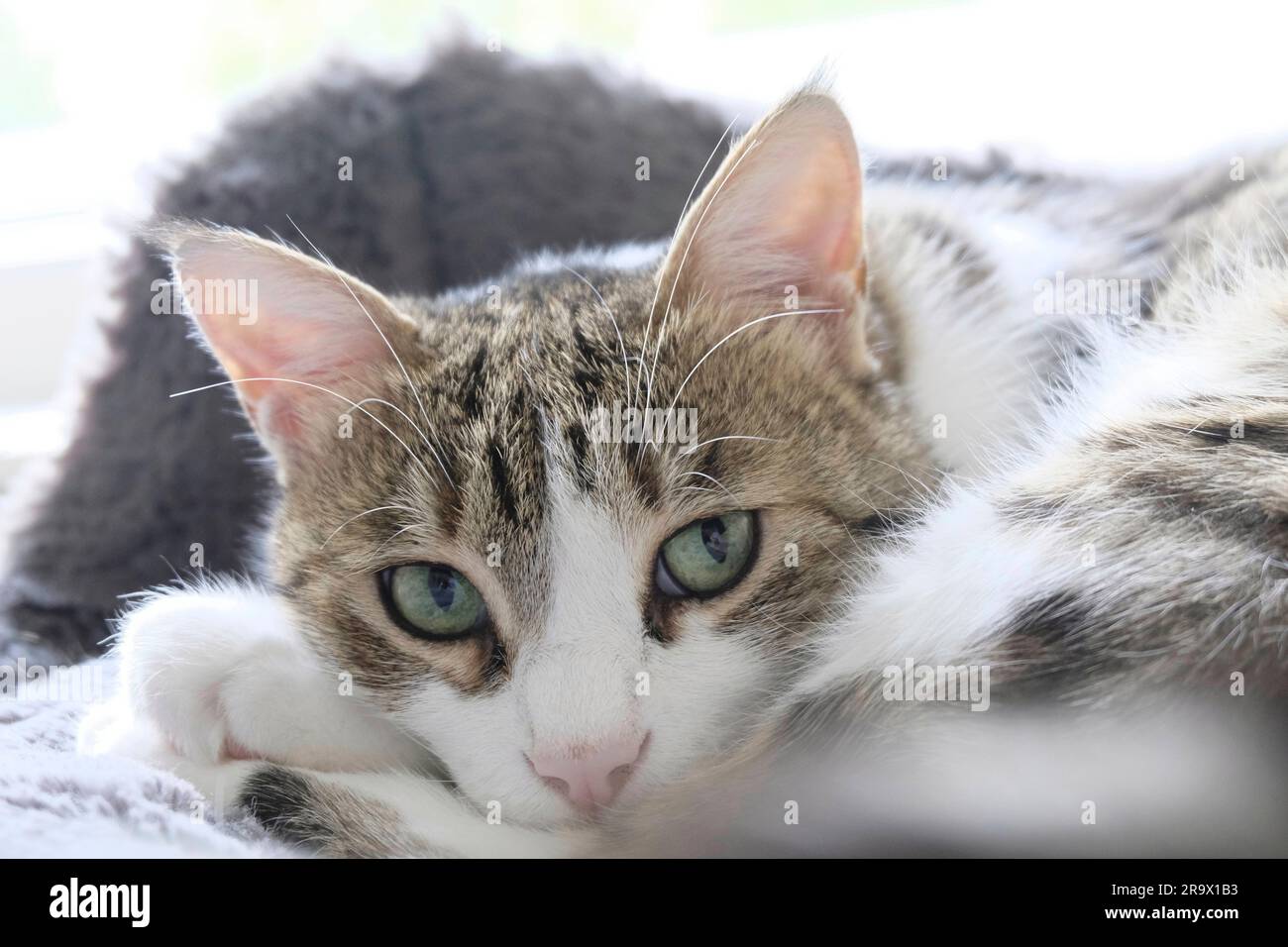 Belle adulte Tabby Cat regardant directement la caméra Banque D'Images