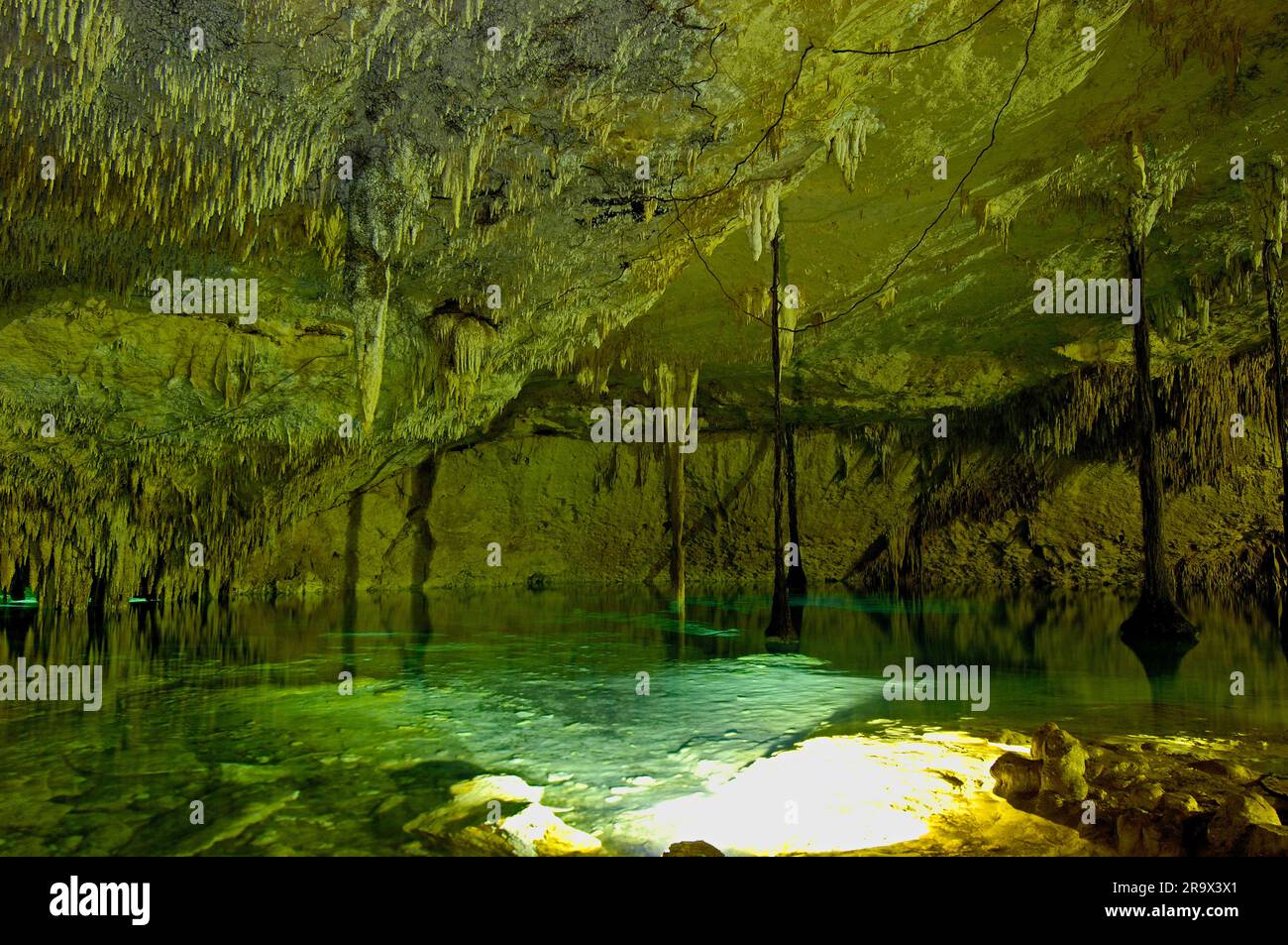 Cenote, Hidden Worlds Cenotes Park, Tulum, Riviera Maya, Quintana Roo, Yucatan, Mexique, Tulu'um Banque D'Images