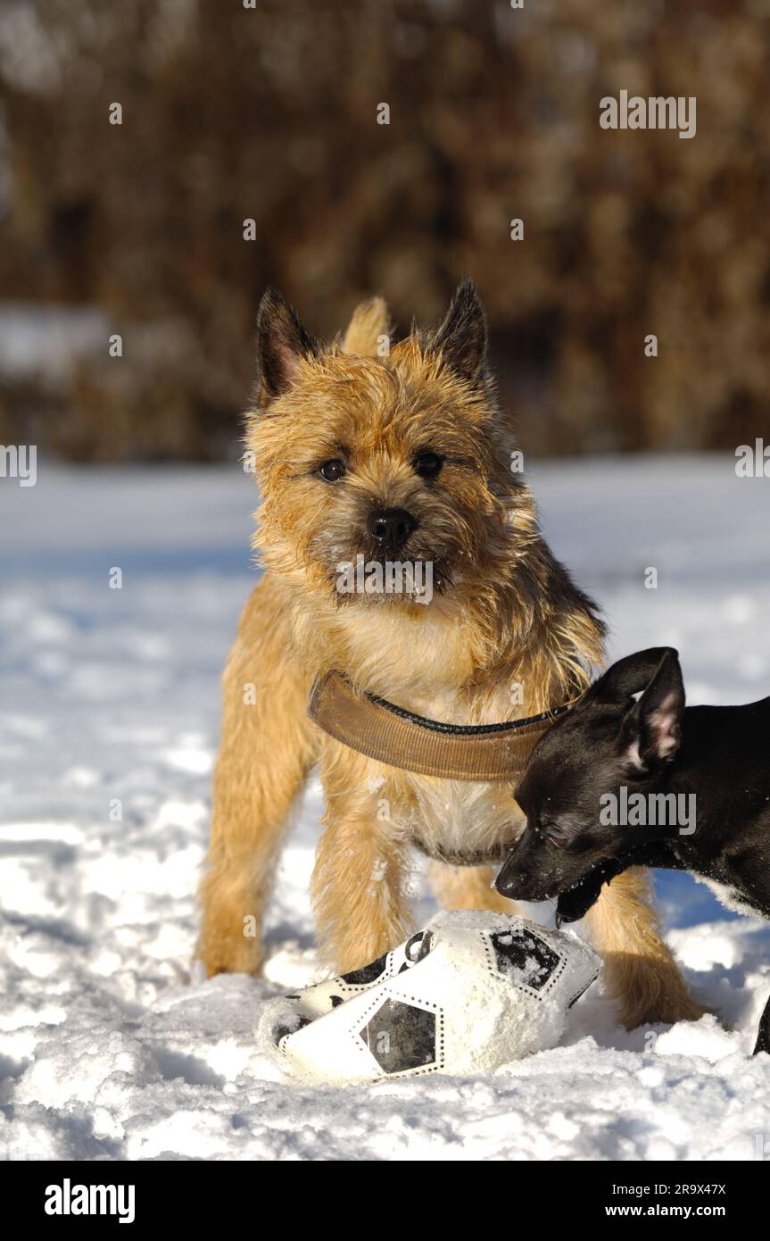 Deux chiens jouent dans la neige avec le ballon. La race des chiens est un Terrier de Cairn et le petit chien est un mélange d'un Chihuahua et d'un Pi miniature Banque D'Images
