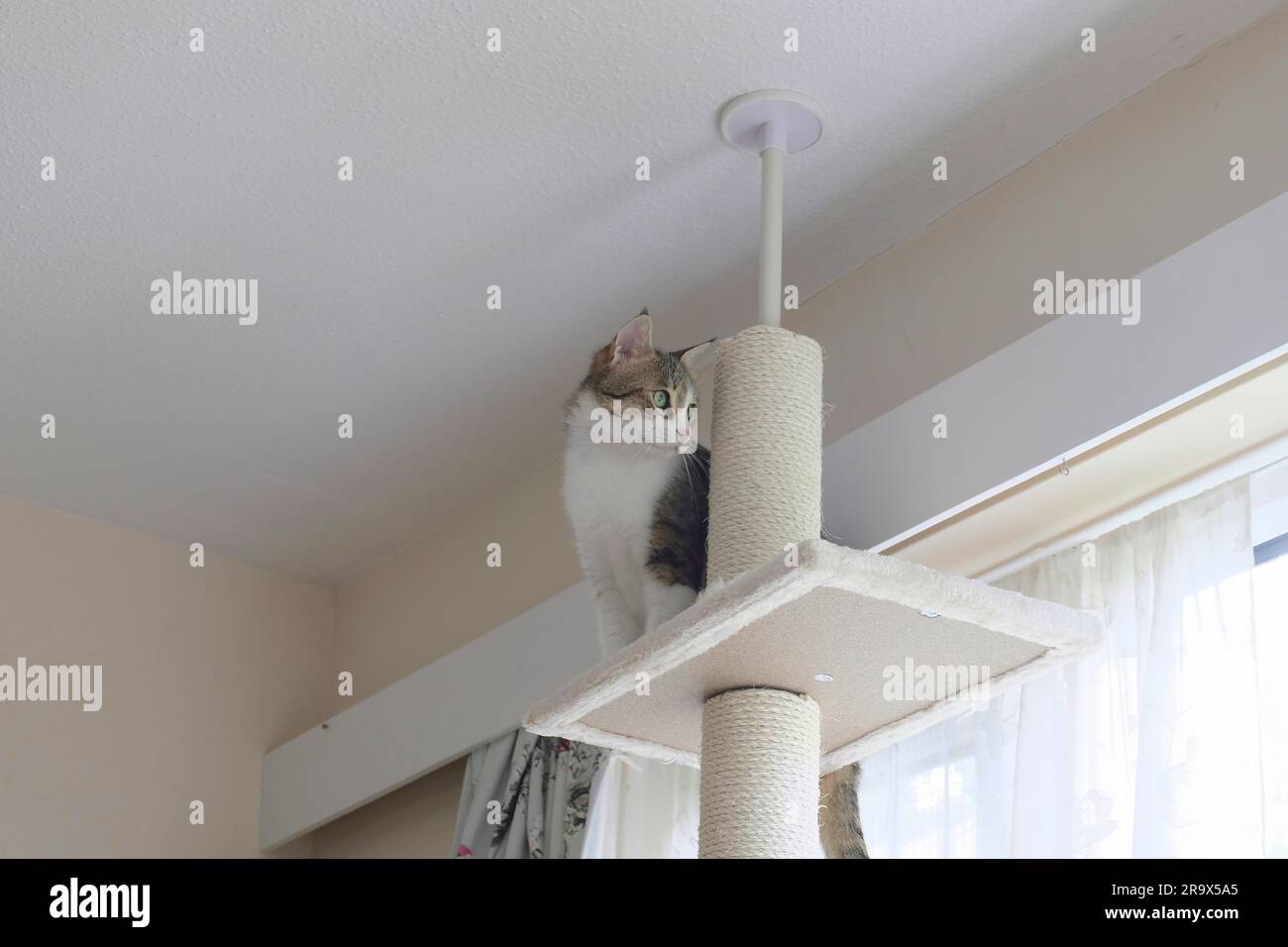 Chat Tabby femelle adulte assis juste en haut d'un arbre à chat du sol au plafond Banque D'Images