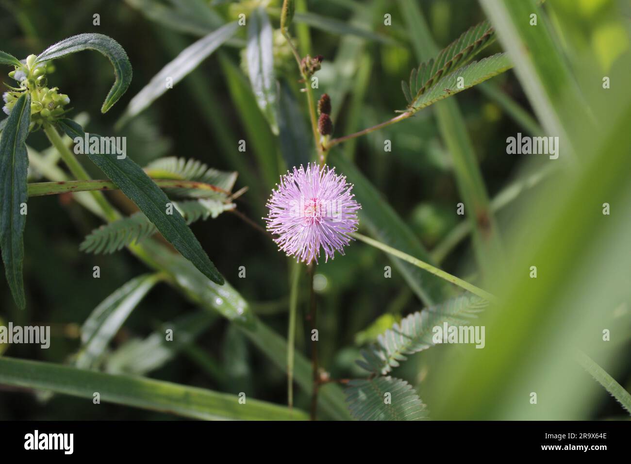 Mimosa Flower image stock haute résolution Banque D'Images