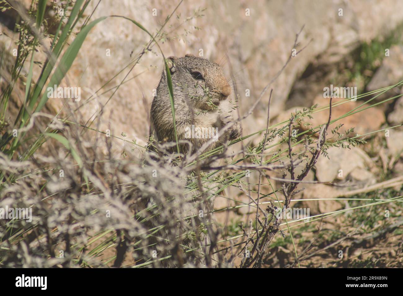 Spermophile Uinta mange de l'herbe dans un programme national parkl Banque D'Images