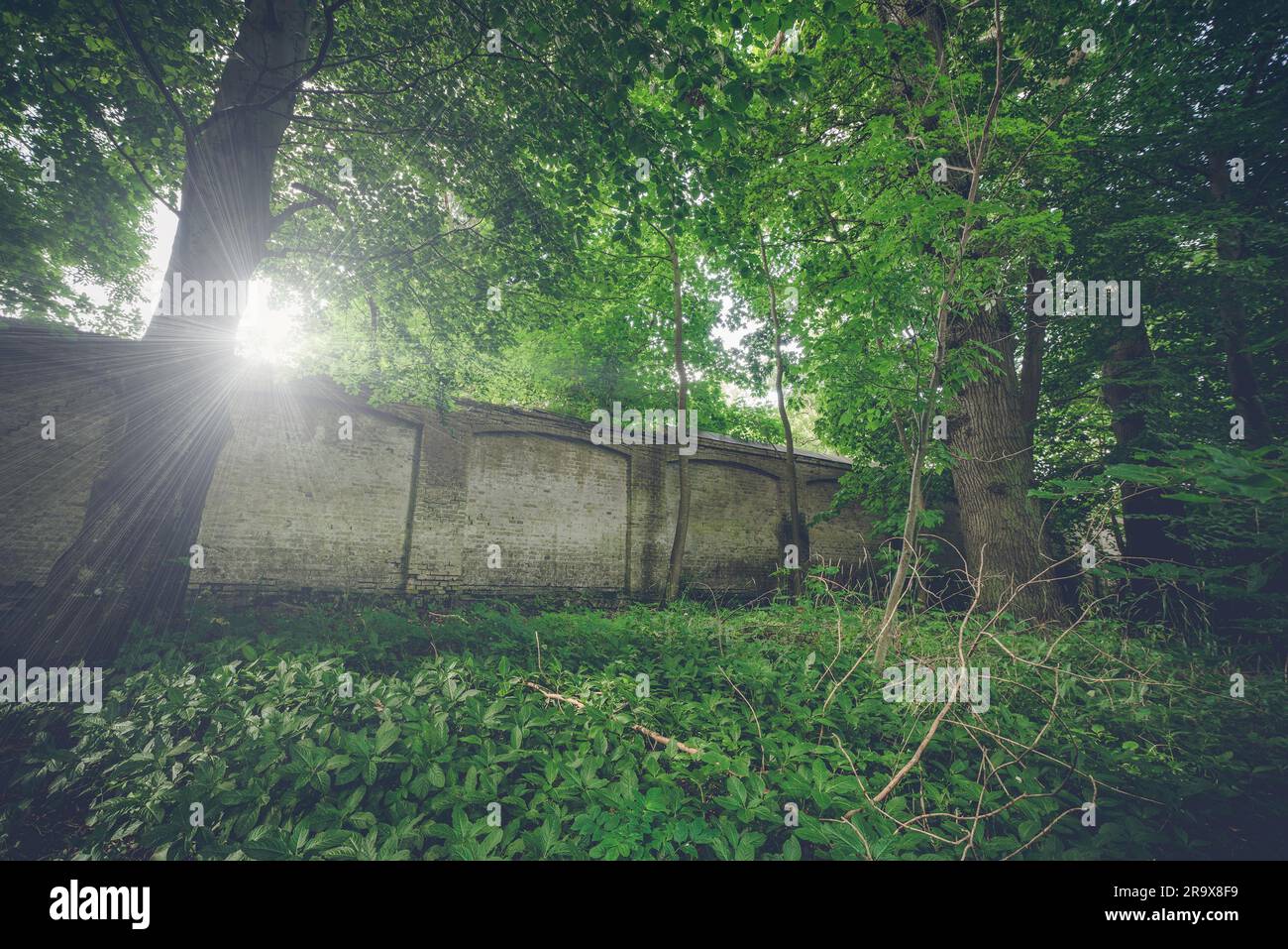 Mur de briques surmonté depuis longtemps dans une forêt Banque D'Images