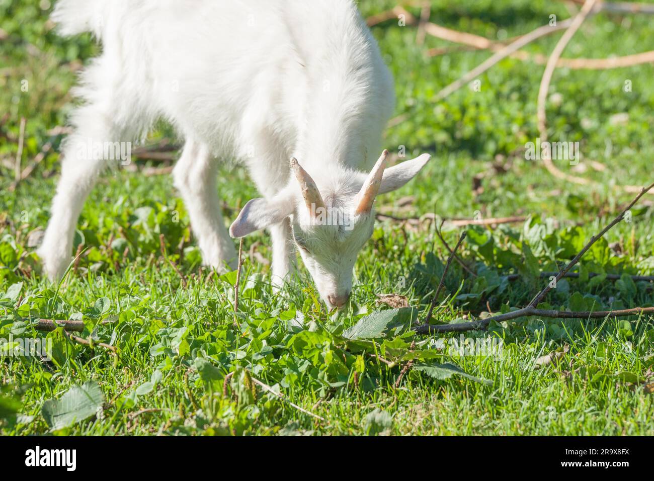 Kid chèvre mange de l'herbe sur un pré vert au printemps Banque D'Images