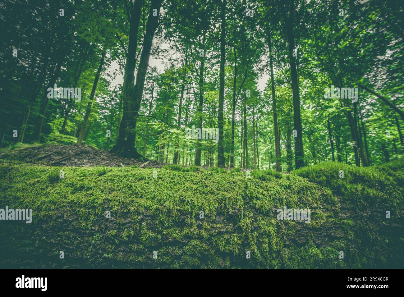 Mousse sur un journal en bois dans une forêt verte au printemps Banque D'Images