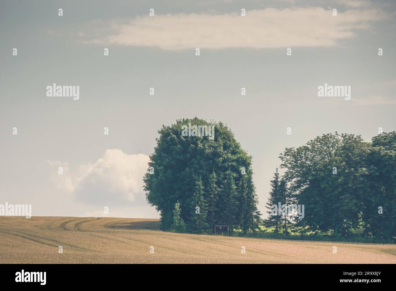 Arbres sur un domaine rural avec Golden Grain Banque D'Images