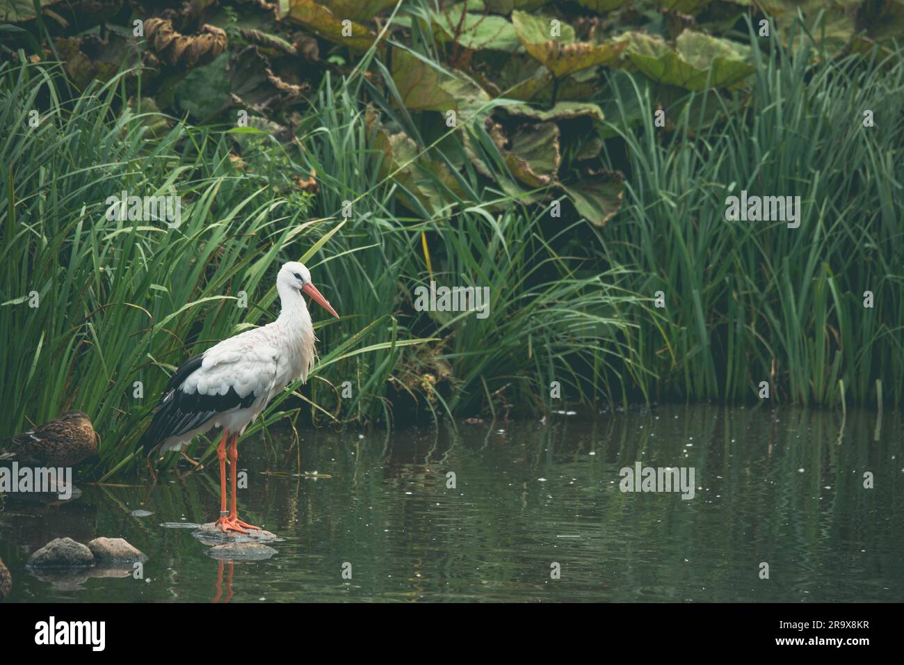 Cigogne blanche dans une rivière avec des roseaux vert Banque D'Images