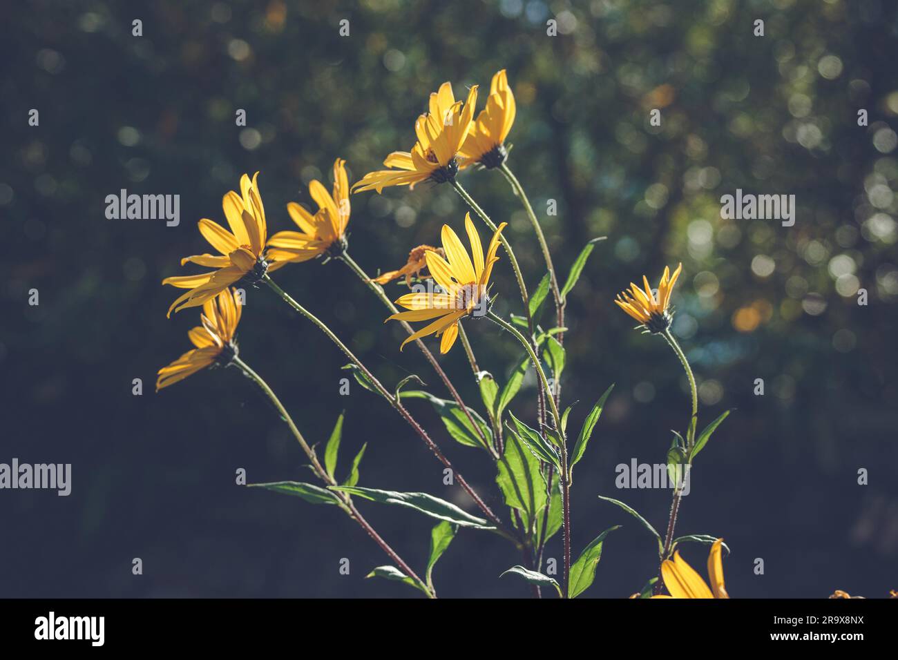 Marguerites jaunes dans le vent sur fond flou sombre Banque D'Images