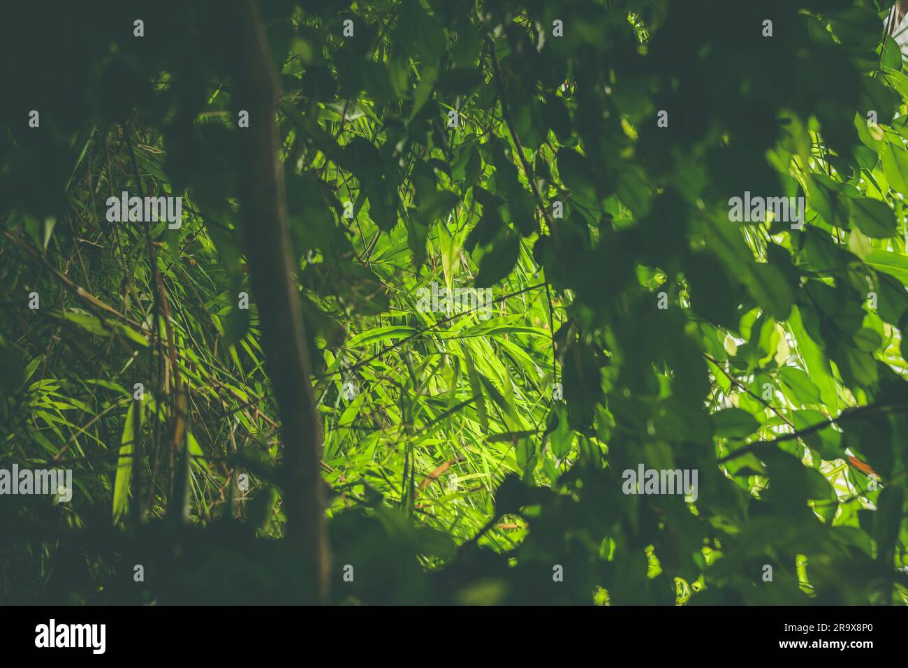 Forêt tropicale avec des plantes vertes et la végétation à la lumière du jour Banque D'Images