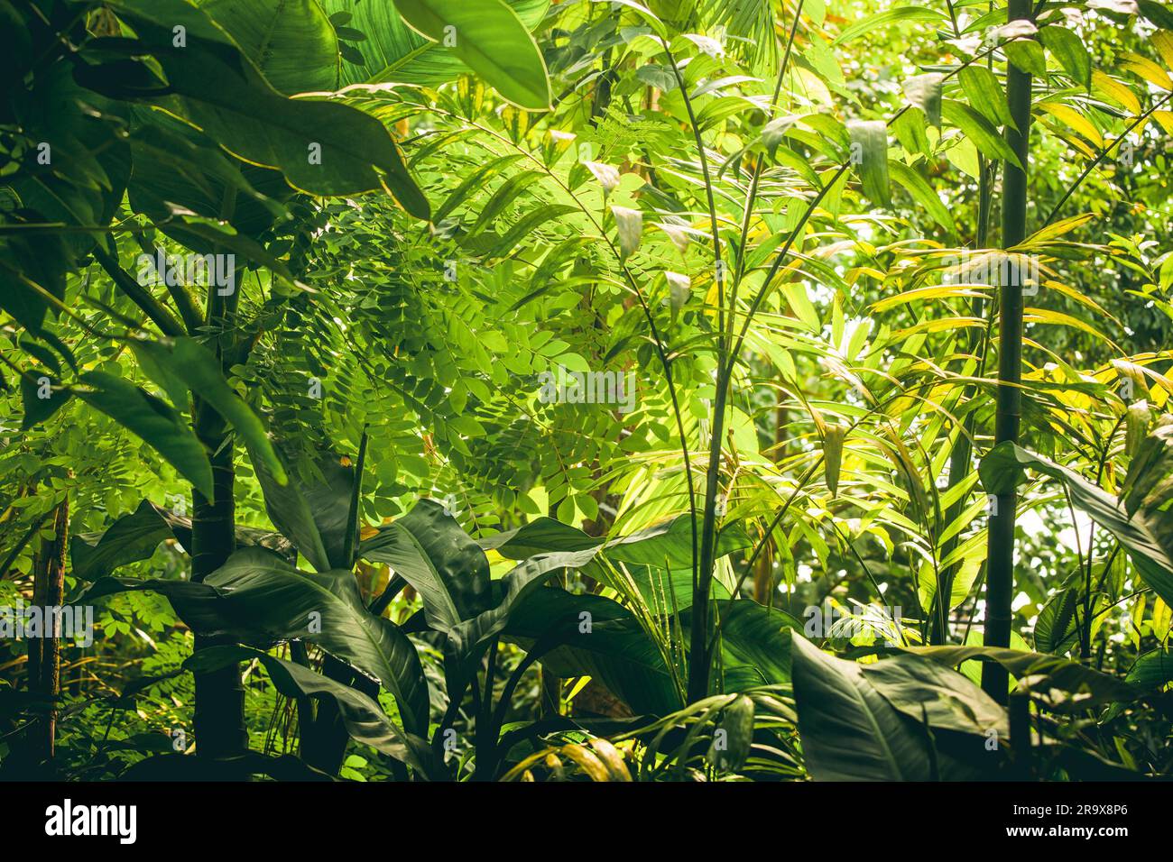 La végétation tropicale avec des plantes vertes et arbres ind daylight Banque D'Images