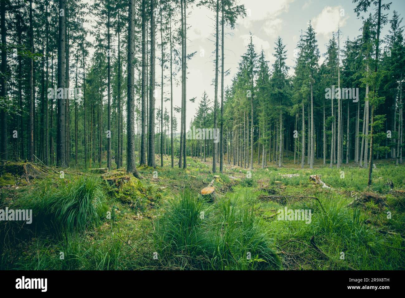 L'herbe verte et de grands arbres dans une forêt à l'été Banque D'Images