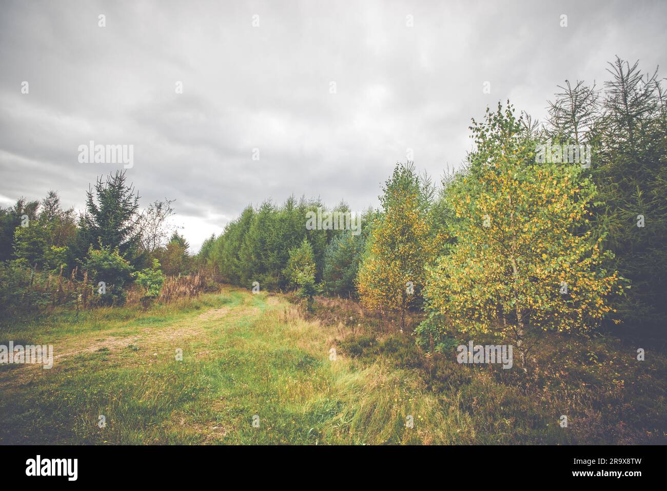 Paysage de campagne avec des arbres de bouleau jaune à l'automne Banque D'Images