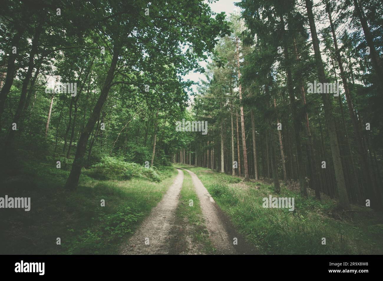 Sentier de randonnée dans une forêt vert foncé avec des pins Banque D'Images