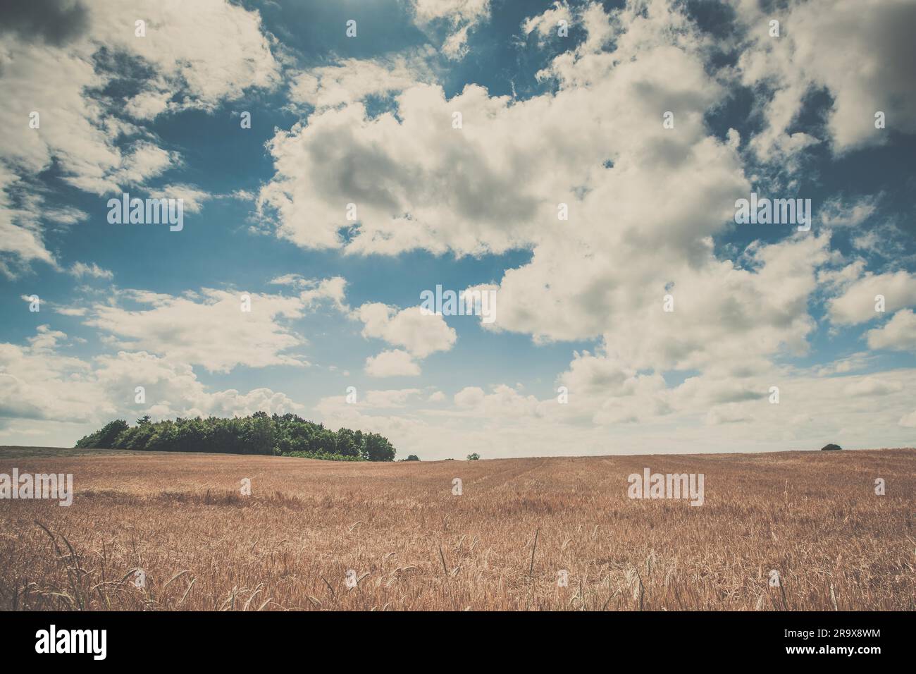Paysage d'été avec des grains d'or sur un champ Banque D'Images