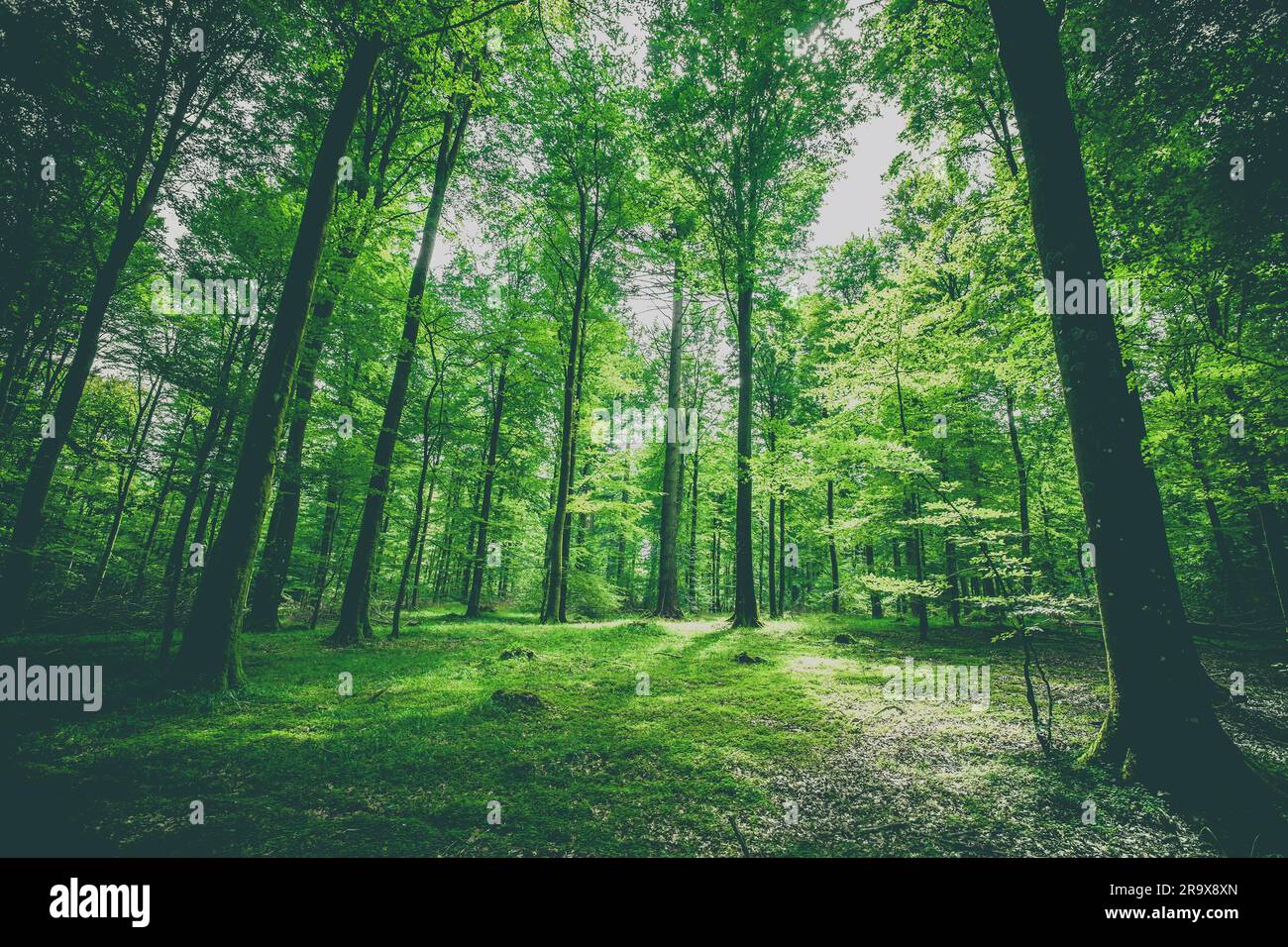 Vert des arbres dans une forêt au printemps avec ton mat Banque D'Images