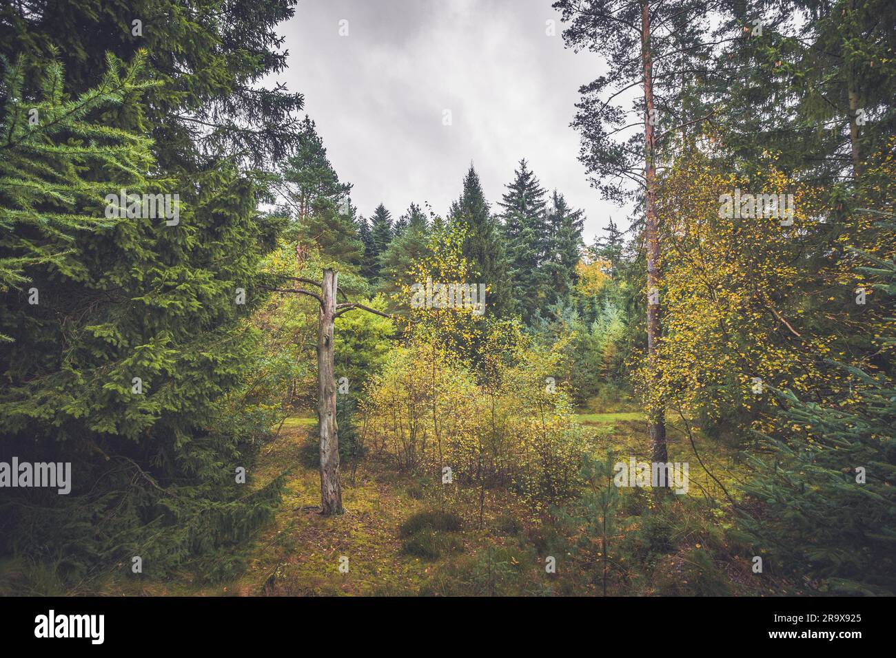Arbre généalogique Michel dans une forêt avec des arbres à l'automne Banque D'Images