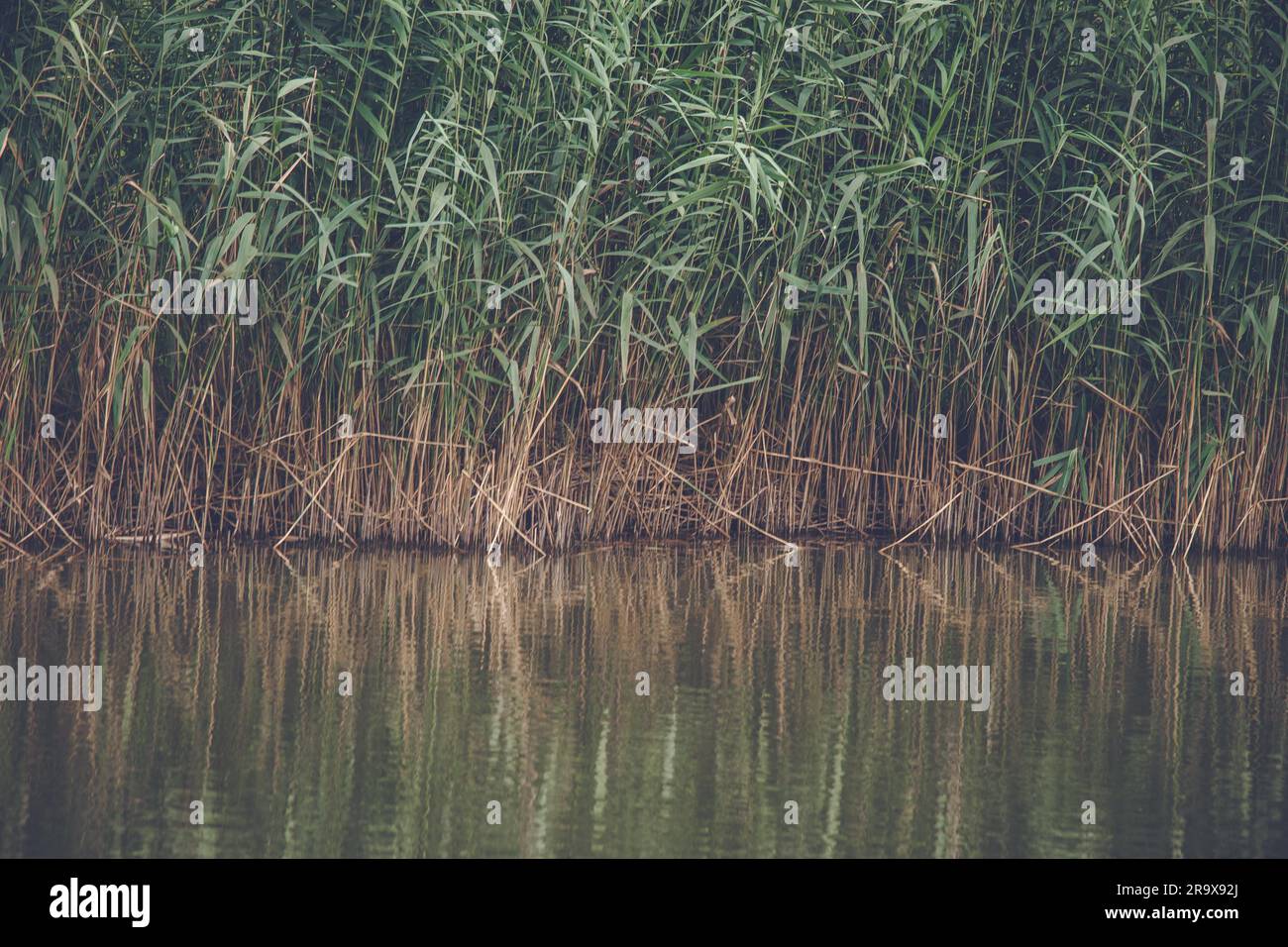 Reed avec des feuilles vertes par un lac avec reflets dans l'eau Banque D'Images