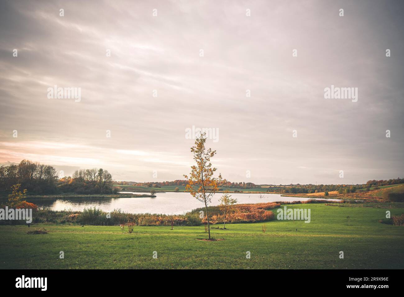 Lonely tree dans un parc près d'un lac à l'automne avec des couleurs de l'automne d'or au coucher du soleil Banque D'Images