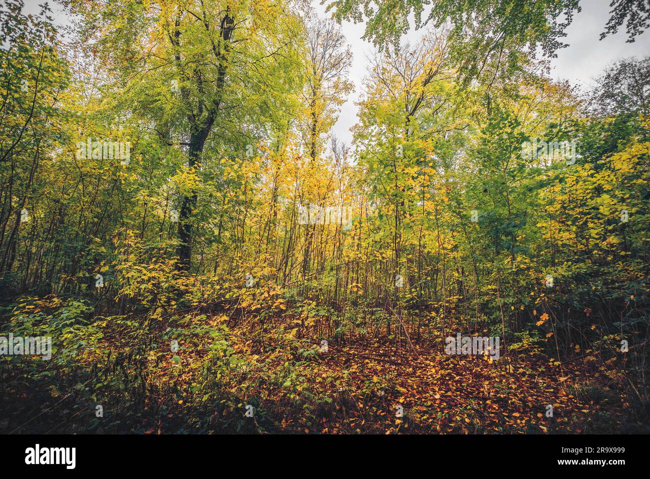 Couleurs d'automne dans la forêt avec les feuilles d'automne en modifiant les couleurs, du vert au jaune à l'automne Banque D'Images