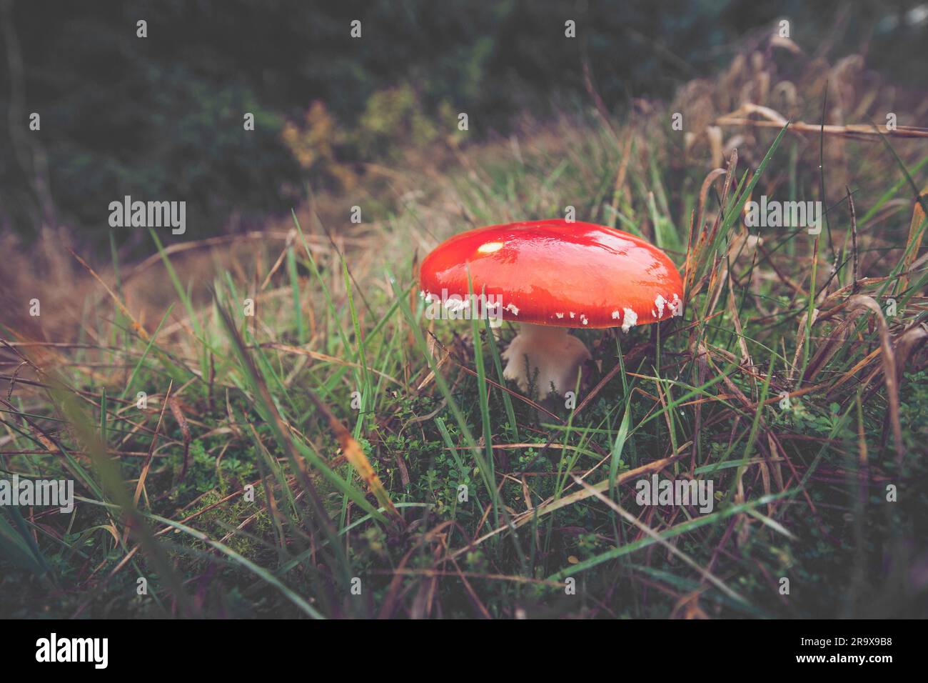 Champignon rouge (Amanita muscaria) dans la nature scandinave à l'automne Banque D'Images