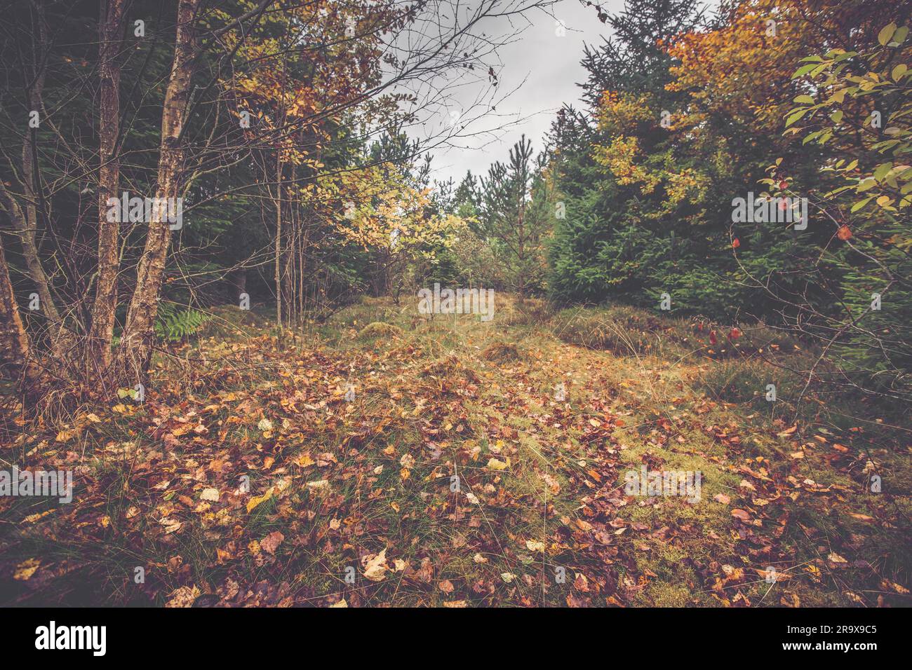 Feuilles d'automne sur le sol dans une forêt scandinave à l'automne Banque D'Images