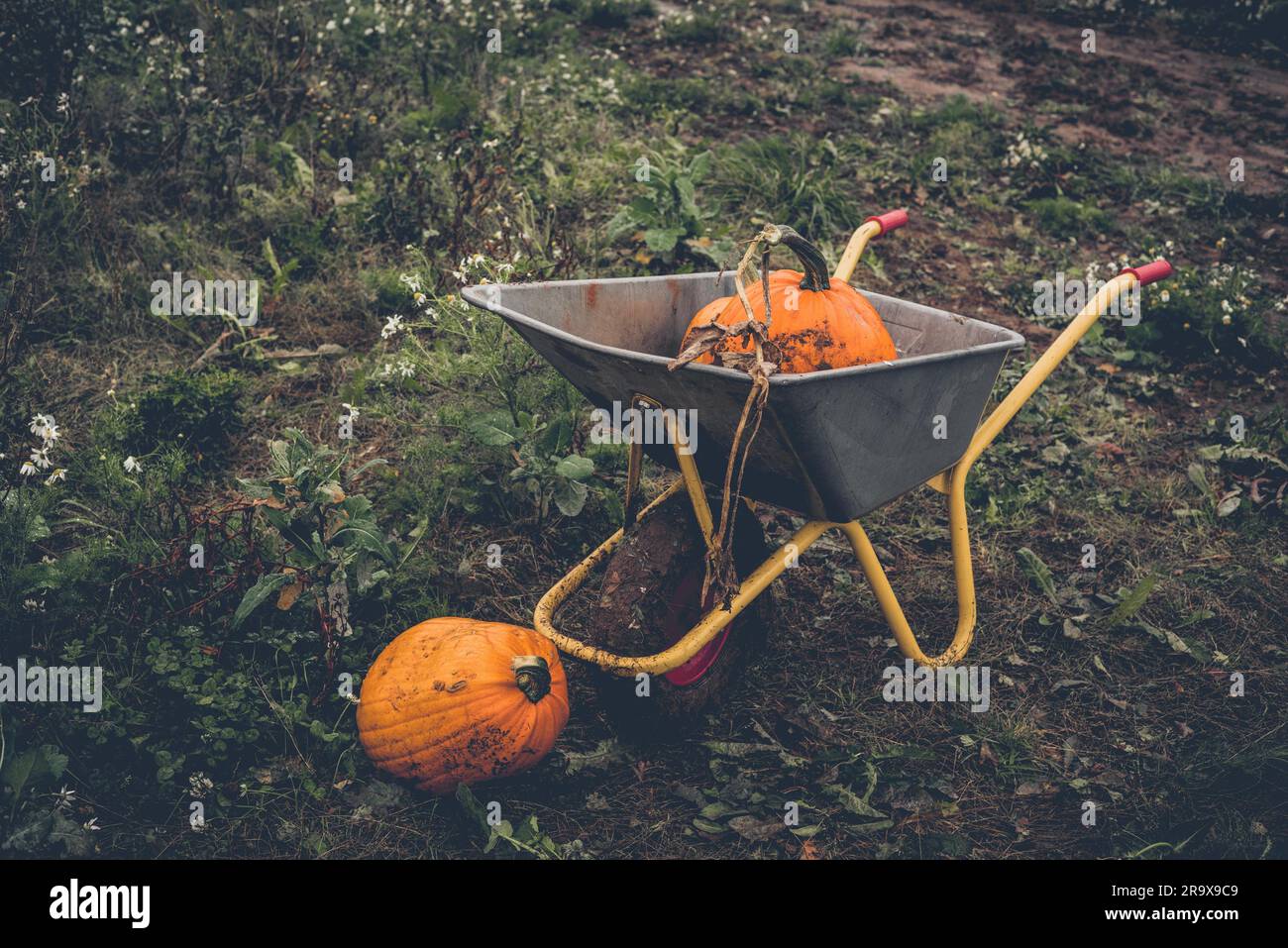 Pumkin récolter avec une brouette en milieu rural Banque D'Images