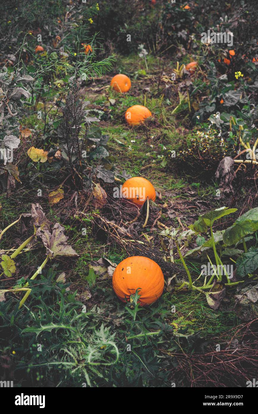 Pumpkins sur une ligne dans un jardin en automne Banque D'Images