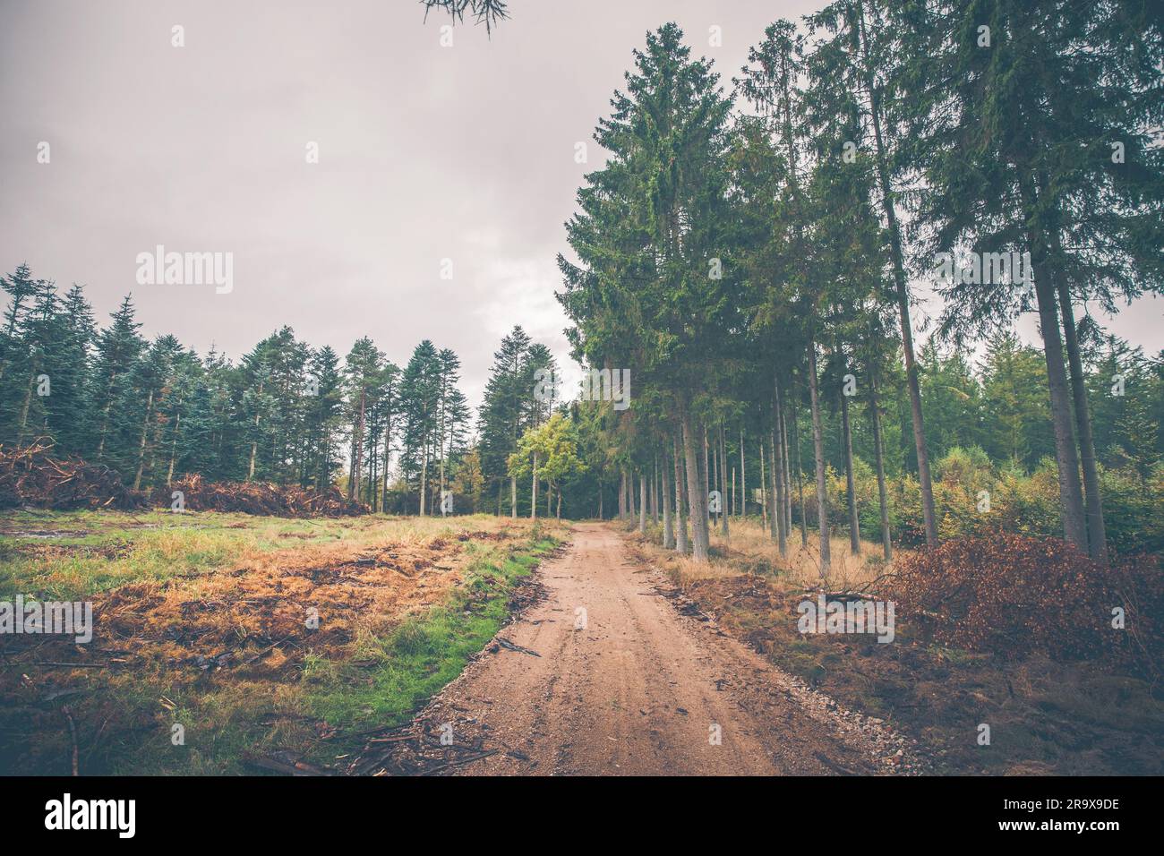 Sentier forestier à l'automne avec de grands pins Banque D'Images