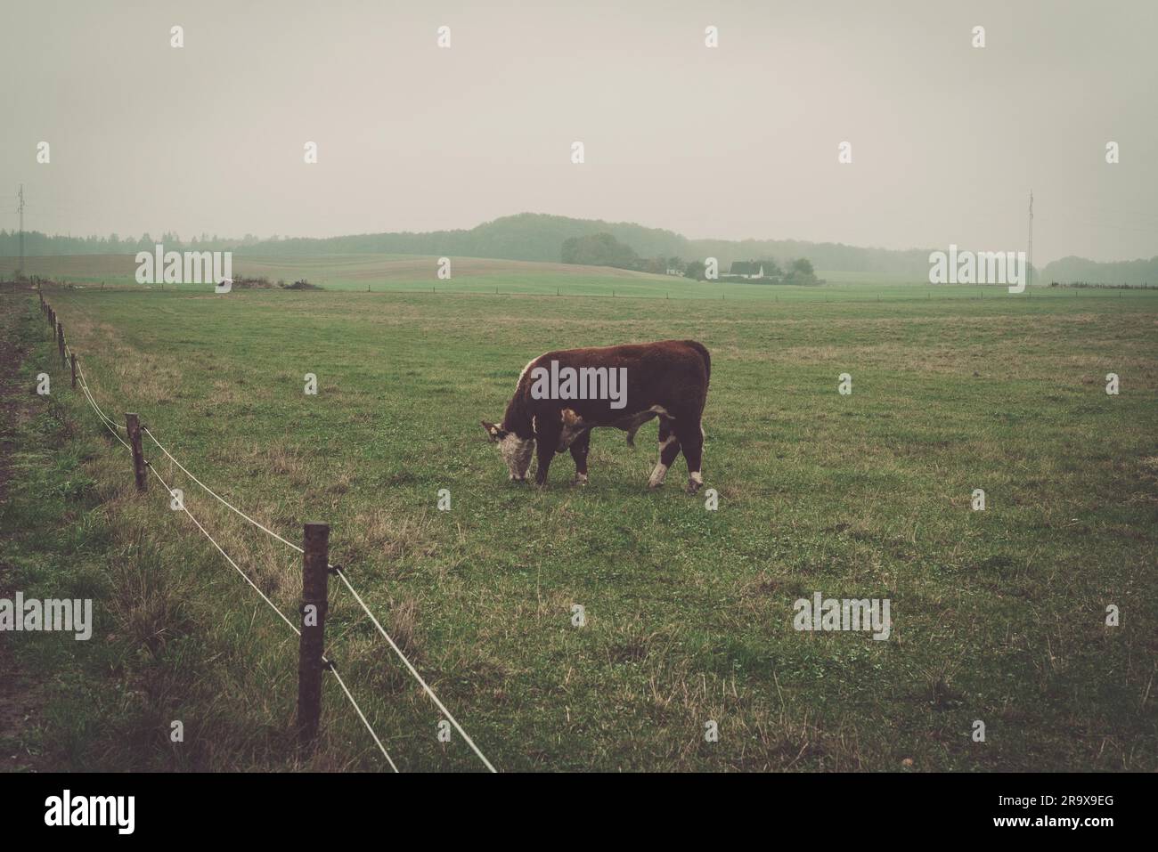 Vache Hereford dans une campagne en automne paysage brumeux Banque D'Images