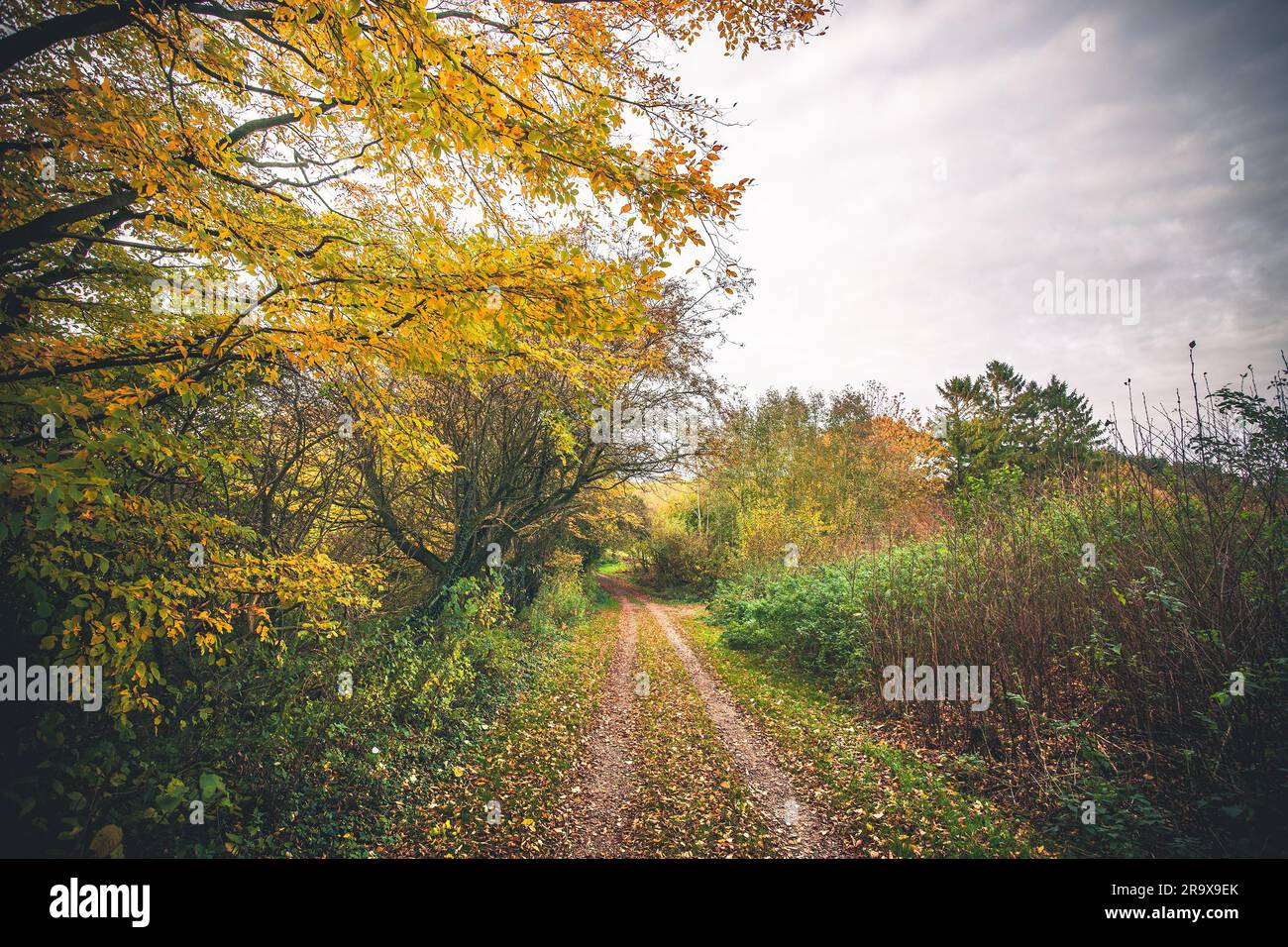Paysage avec un sentier forestier à l'automne entouré d'arbres colorés dans couleurs d'automne et les feuilles qui couvrent le chemin Banque D'Images