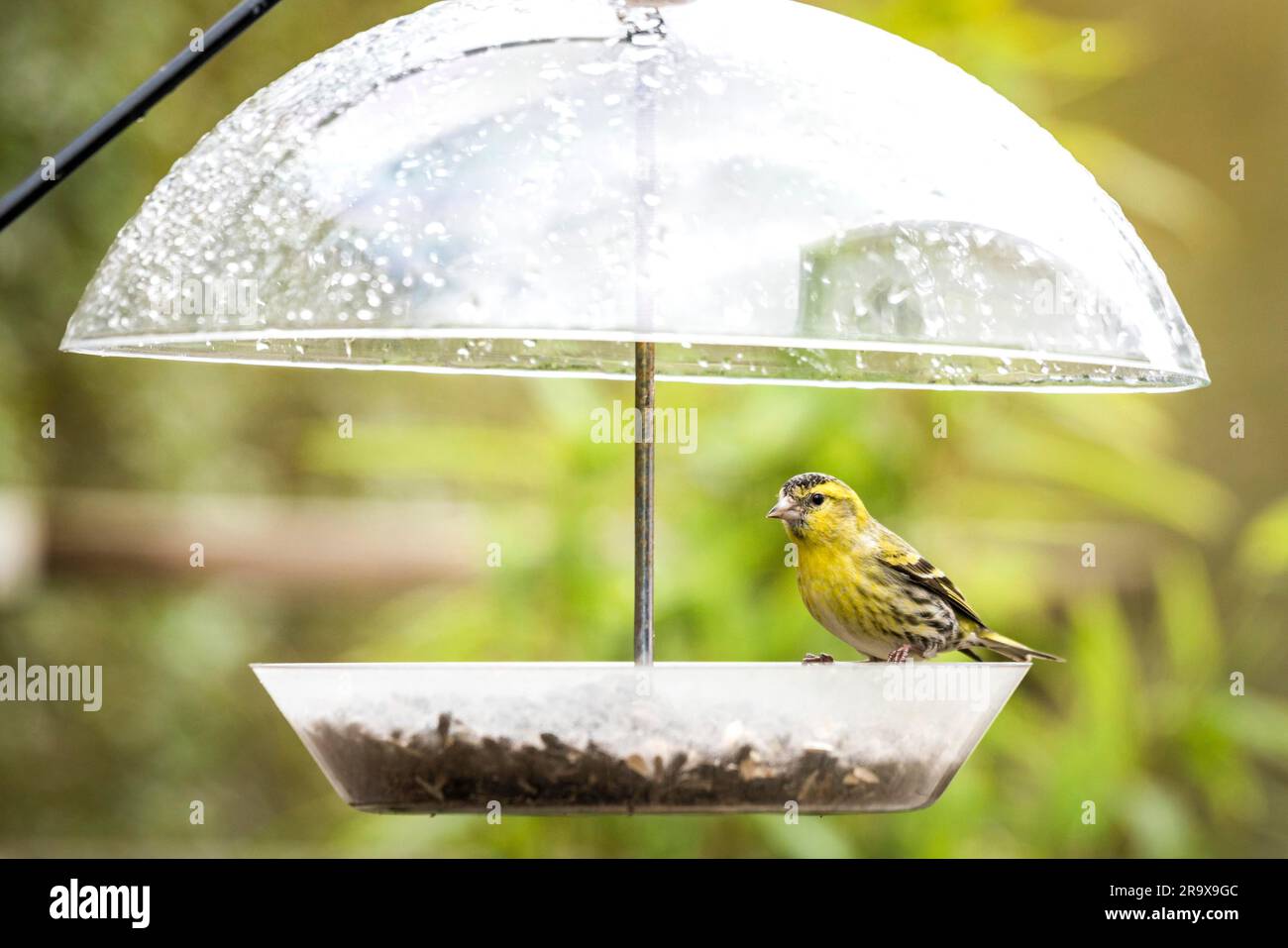 Oiseau mésange se mettre à couvert pour la pluie sur un stand d'alimentation avec des graines d'oiseaux Banque D'Images