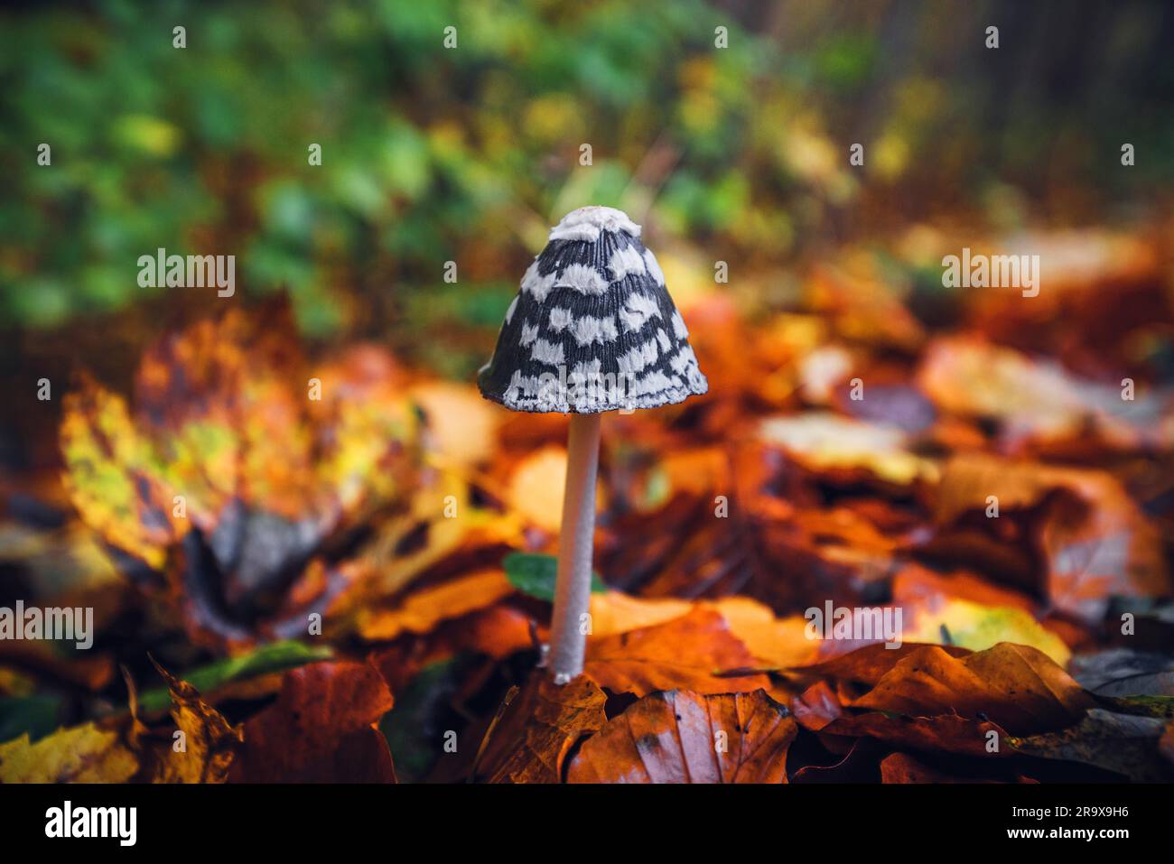 Coprinopsis picacea en champignons l'automne debout dans une forêt avec des feuilles aux couleurs automnales en jaune et orange Banque D'Images