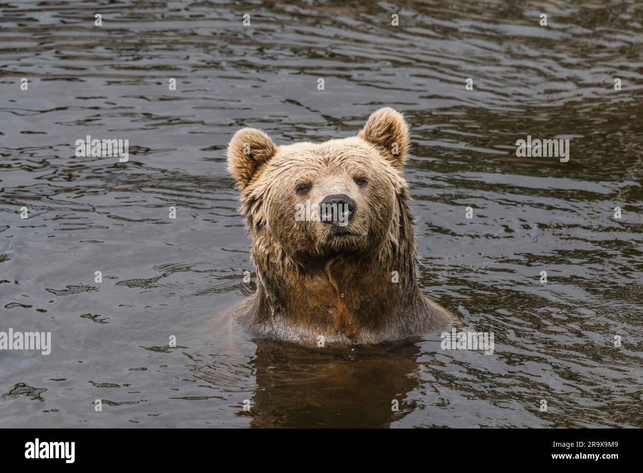 Ours brun avec fourrure humide dans une rivière avec de l'eau sombre à la curieux Banque D'Images