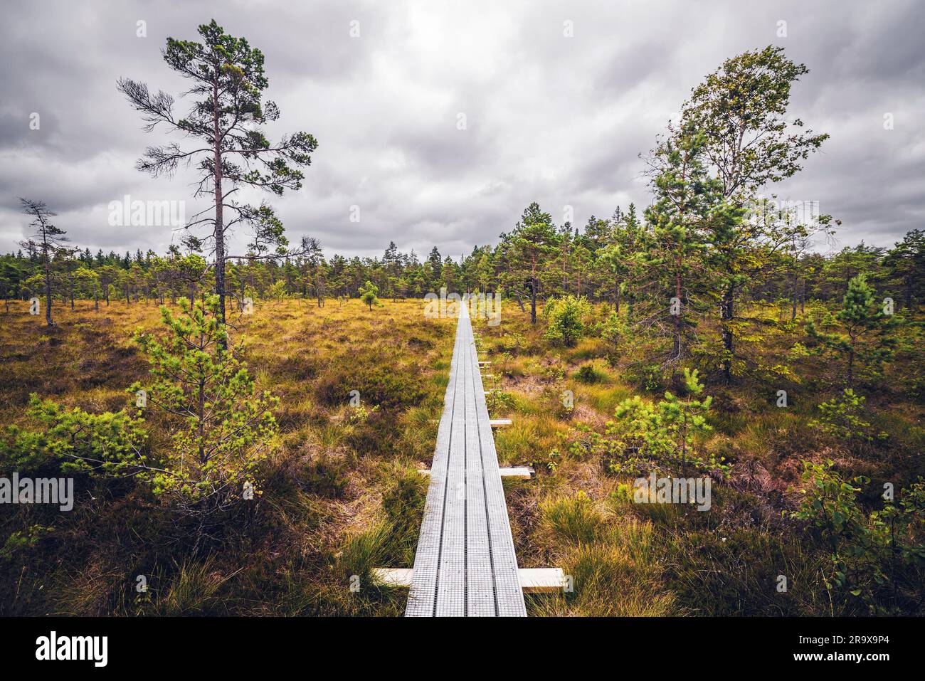 Sentier de bois dans le désert d'arbres et l'herbe sous un ciel nuageux dans une tourbière Banque D'Images