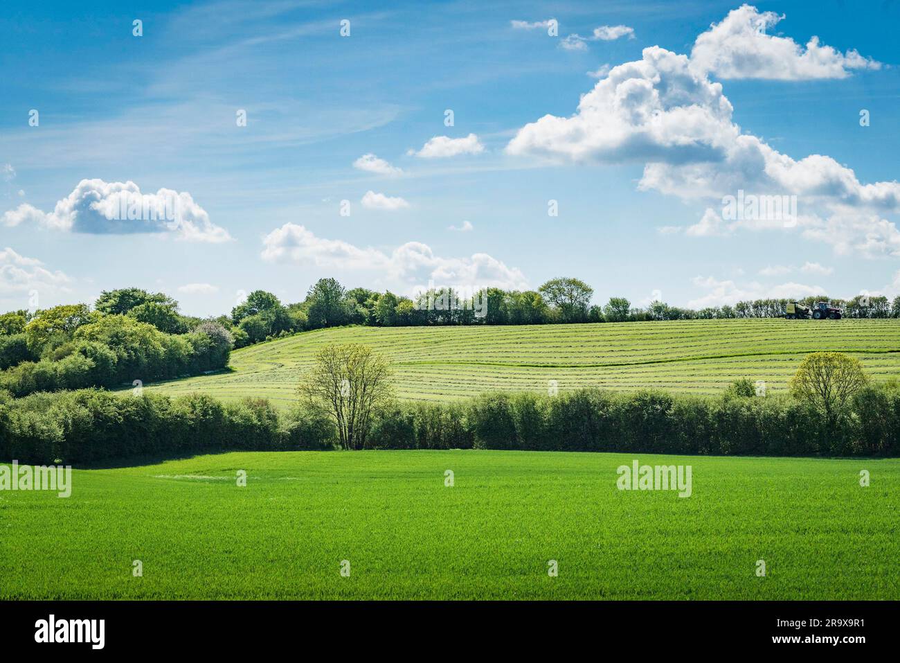 Les champs verts en milieu rural au printemps avec arbres en fleurs avec des feuilles vertes sous un ciel bleu Banque D'Images