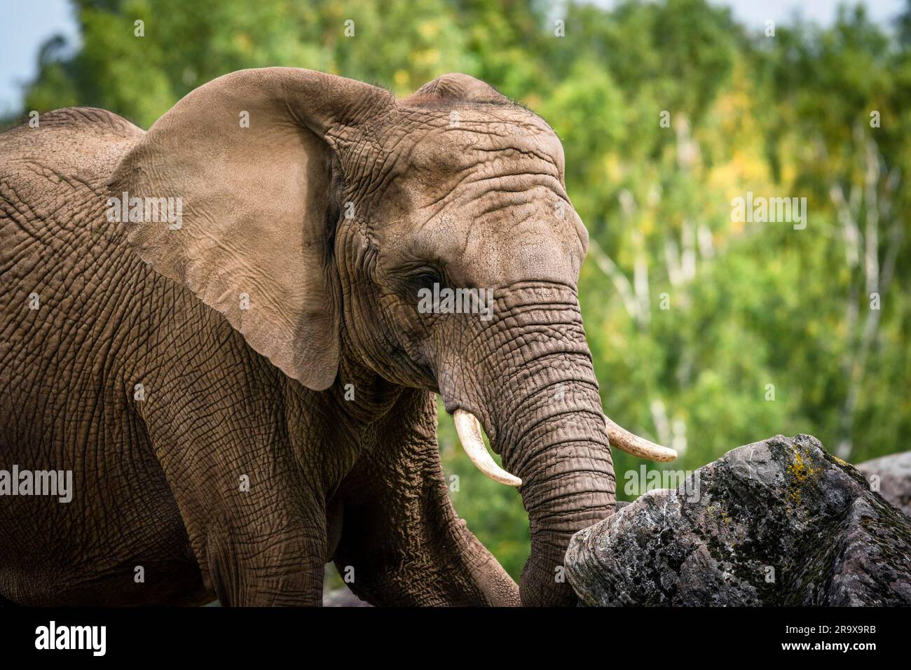 Elephant jouant avec un rock qui tentent de relever avec le tronc Banque D'Images