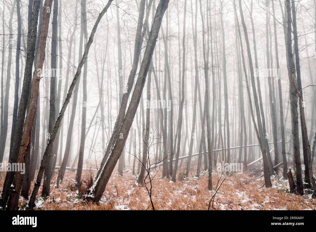 Forêt brumeuse en hiver avec des arbres couverts de barenaked dans le brouillard un jour froid de janvier Banque D'Images