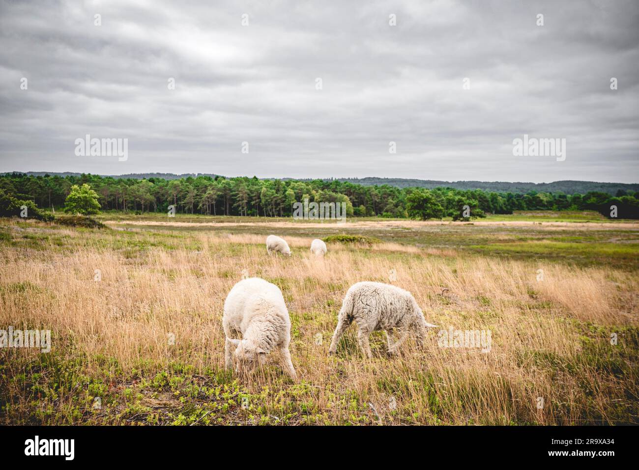 Moutons paître sur un pré dans un temps brumeux nuageux avec une forêt en arrière-plan Banque D'Images