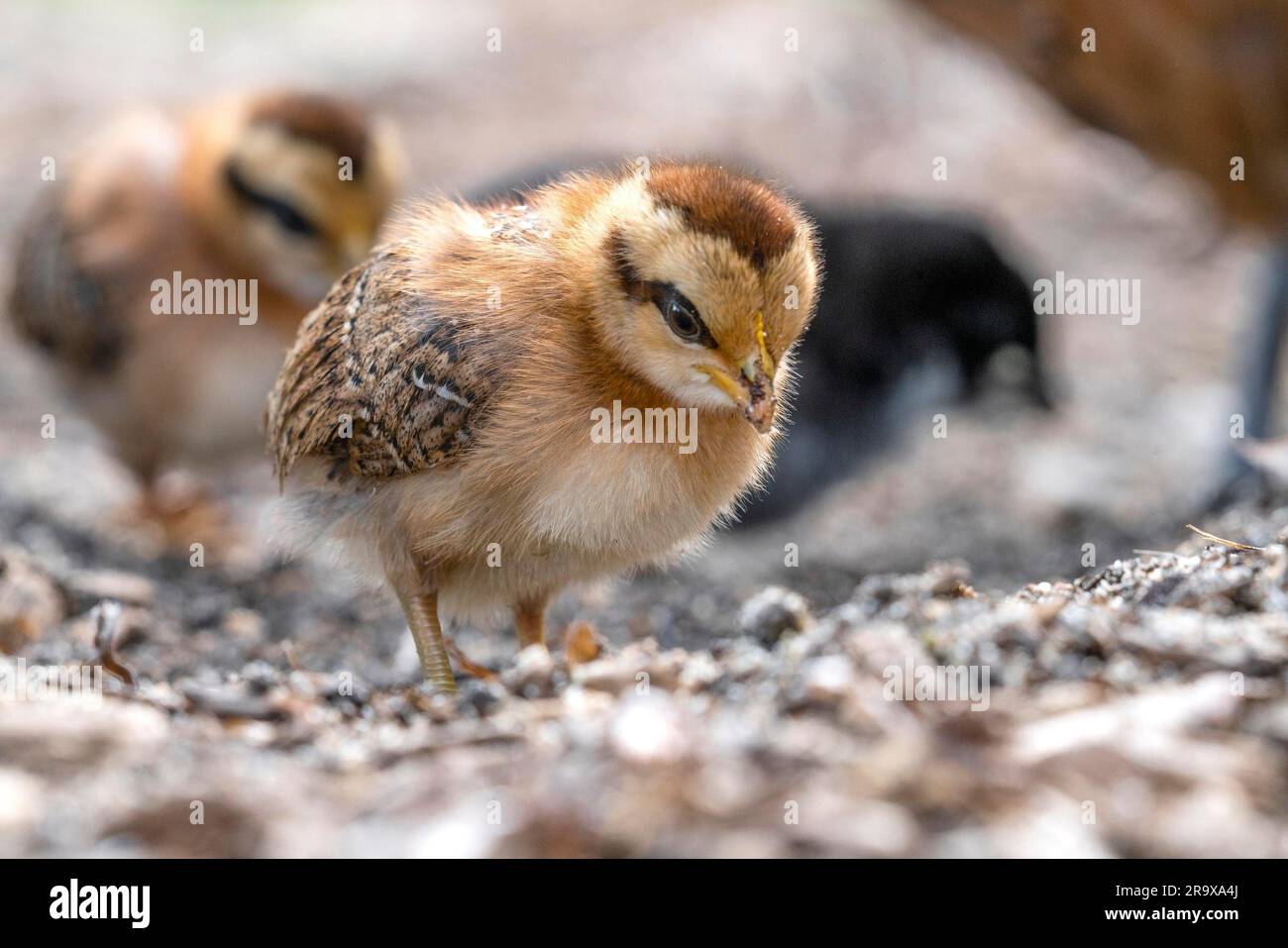 Petit poulet walken libre autour dans une ferme au printemps Banque D'Images Petit poulet walken libre autour dans une ferme au printemps Banque D'Images