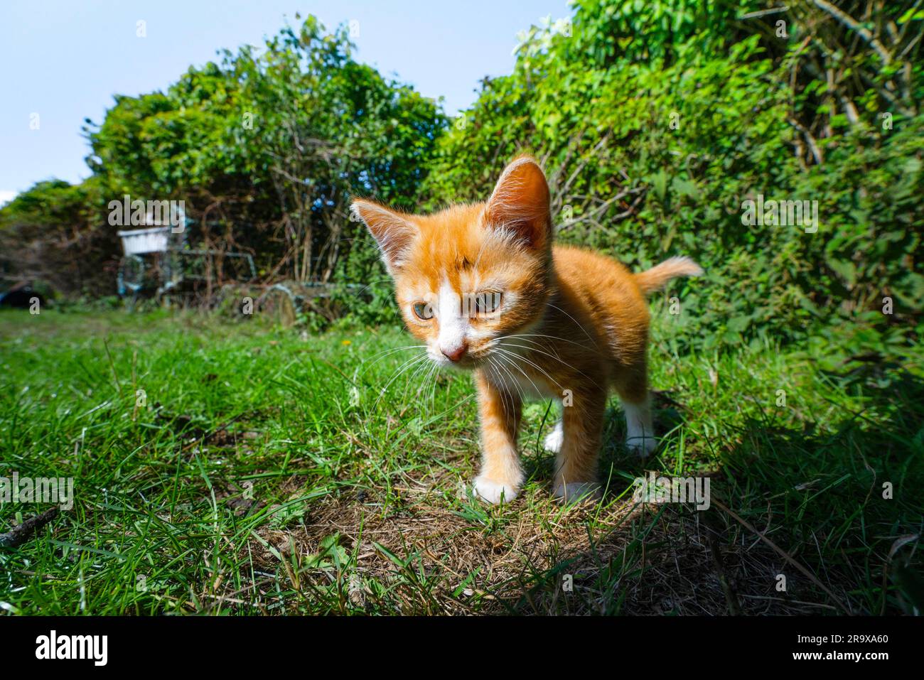 Chaton orange sur l'aventure dans une cour avec des plantes vertes Banque D'Images