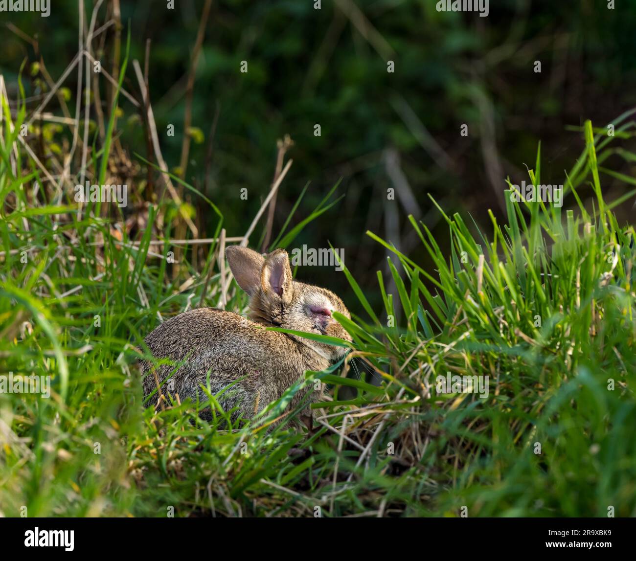 Lapin sauvage assis dans l'herbe avec la myxomatose virale avec l'oeil rouge gonflé. East Lothian, Écosse, Royaume-Uni Banque D'Images