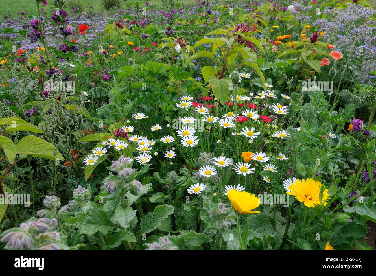 Champ sauvage, mis de côté avec la bourrache, amaranth, marigold, Allemagne Banque D'Images