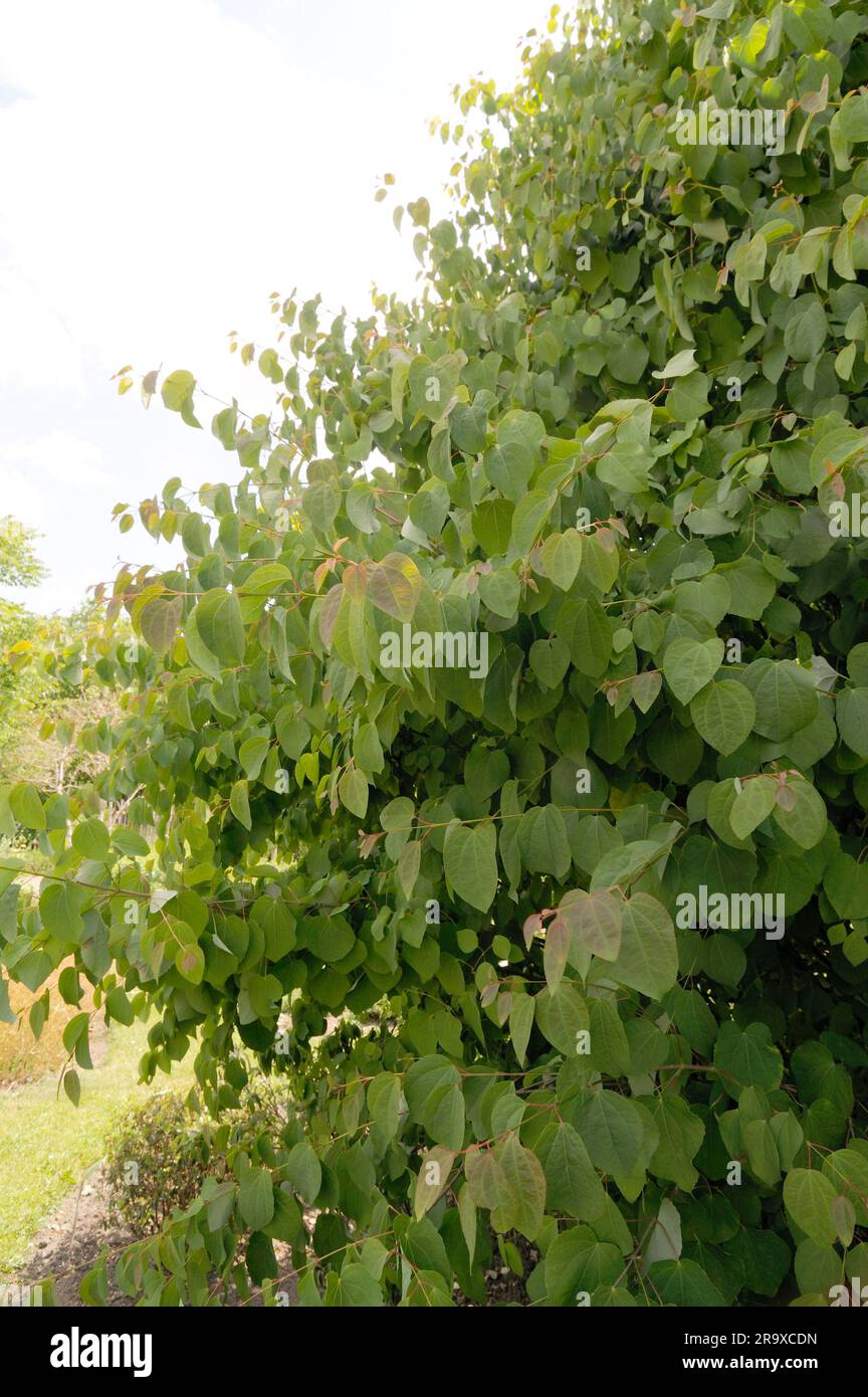 katsura japonaise, pain d'épice (Cercidiphyllum japonicum), famille des arbres à gâteaux, Cercidiphyllaceae Banque D'Images