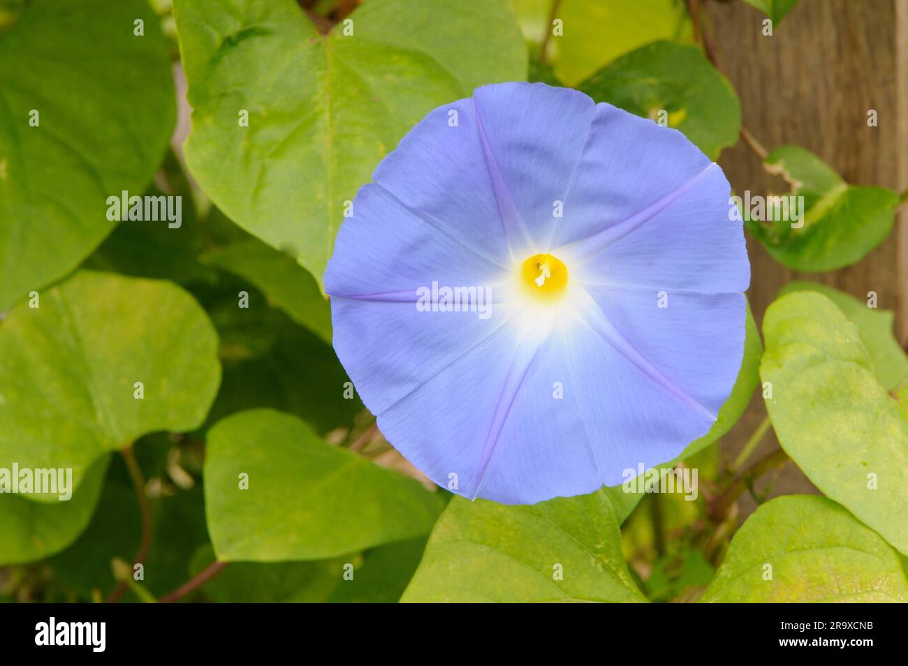 Treuil tricolore (Ipomoea tricolor) (treuil à entonnoir) Banque D'Images